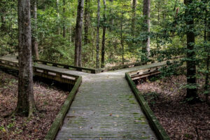 a wooden walkway that divides into two in the woods with trees on both sides