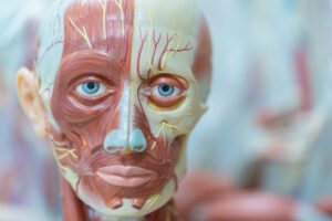 a close up of a model of a human head