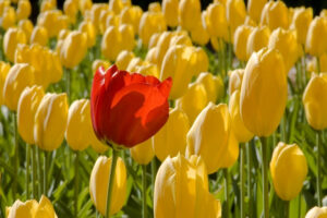 A red flower in the midst of many other yellow ones.