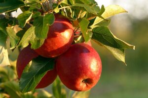 A fruit tree
